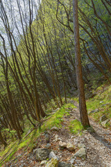 hiking into the nature during springtime