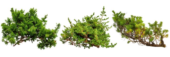 set of creeping juniper, low-growing and hardy, isolated on transparent background