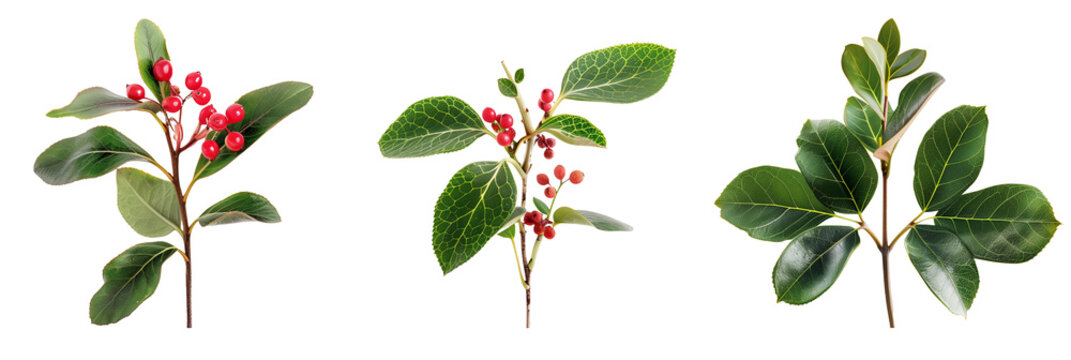 set of wintergreen plants, with red berries, isolated on transparent background