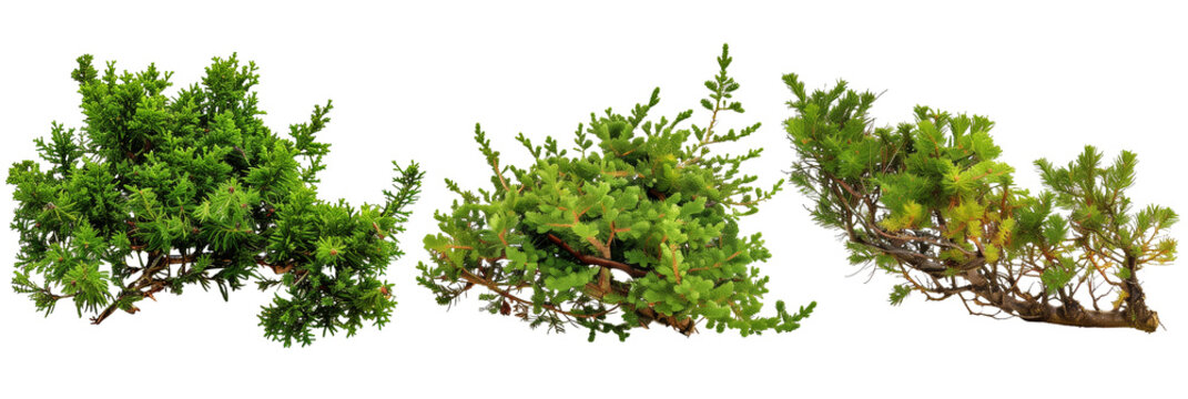 set of creeping juniper, low-growing and hardy, isolated on transparent background