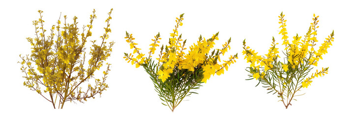 set of Scotch broom shrubs, vibrant yellow flowers, isolated on transparent background - obrazy, fototapety, plakaty