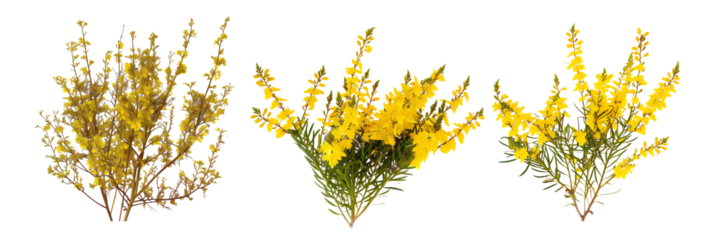 set of Scotch broom shrubs, vibrant yellow flowers, isolated on transparent background