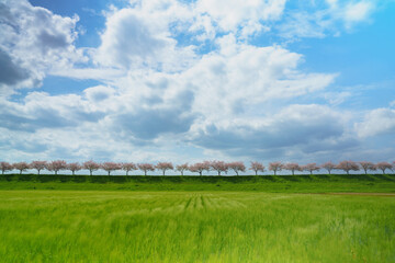 思川桜と雲と空