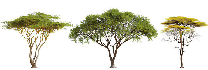 set of acacia trees, with thorny branches, isolated on transparent background