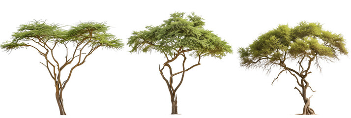 set of acacia trees, with thorny branches, isolated on transparent background
