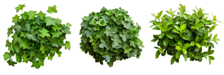 set of pachysandra ground cover, illustrating variations in leaf pattern, isolated on transparent background
