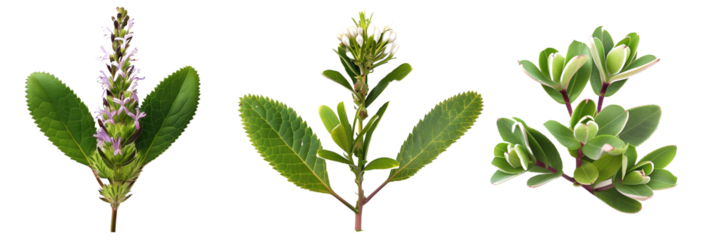 set of hebe plants, known for their whorled leaves and flower spikes, isolated on transparent background