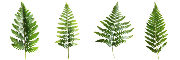 set of Christmas fern, showcasing their perennial green fronds, isolated on transparent background - obrazy, fototapety, plakaty