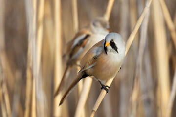 colorful male bearded reedling