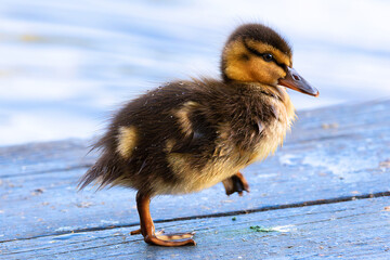 cute mallard duckling walking near pond - 790839319