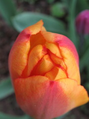 Zbliżenie na żółto-pomarańczowe kwiaty tulipana