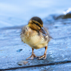 cute newborn mallard duckling closeup - 790839393
