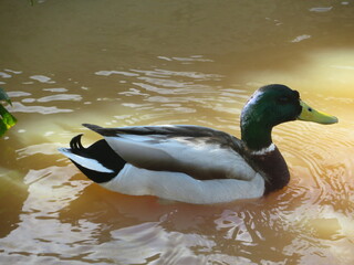 duck bird feathers beak hunting food animal flight swim