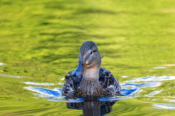 female mallard duck swimming towards the camera - 790839545
