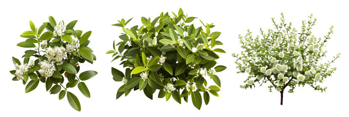 set of privet, highlighting their dense growth and small white flowers, isolated on transparent background