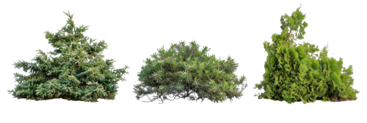 set of juniper bushes, varying from low ground covers to tall screens, displaying their adaptability, isolated on transparent background