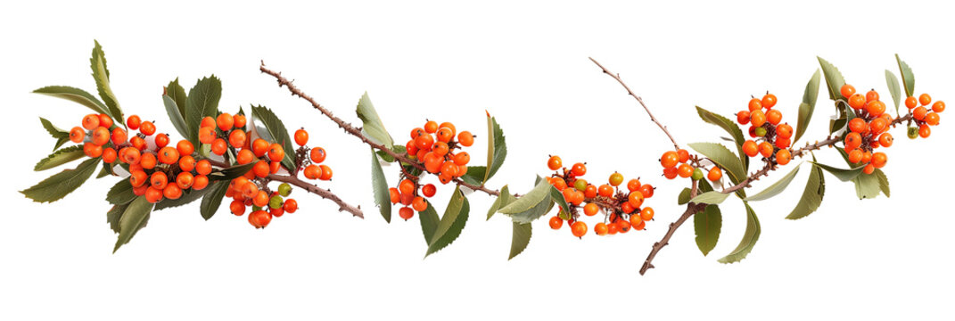 set of firethorn (Pyracantha) bushes, with their vibrant orange berries and thorny branches, isolated on transparent background