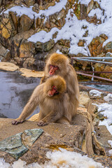 Obraz premium Snow Monkeys at Jigokudani Monkey Park, Japan