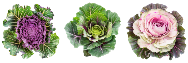 set of ornamental cabbages, vibrant and frost-tolerant, perfect for winter gardens, isolated on transparent background