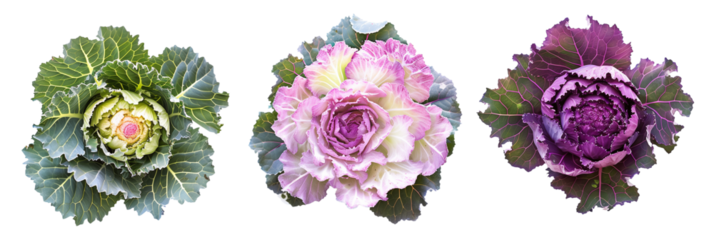 set of ornamental cabbages, vibrant and frost-tolerant, perfect for winter gardens, isolated on transparent background