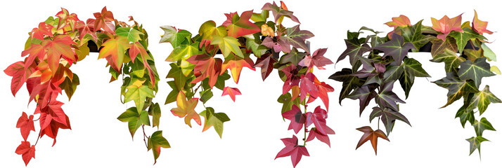 set of creeper plants with colorful autumn foliage, showcasing their seasonal color change, isolated on transparent background