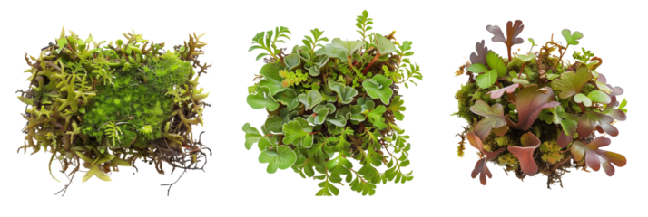set of liverworts, intricate and lesser-known ground covers, thriving in moist, shady environments, isolated on transparent background
