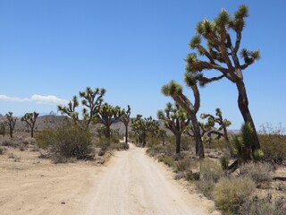 Flat Dirt Road with Joshua Trees on Both Sides in Joshua Tree National Park 