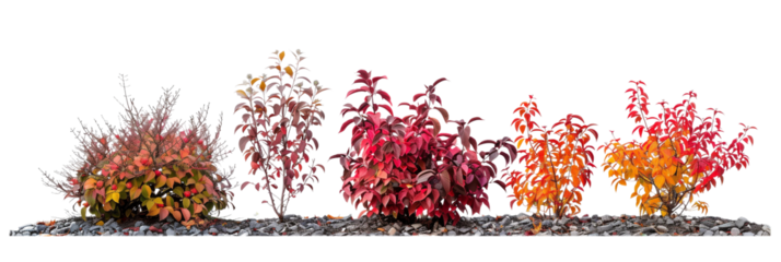 set of dogwood bushes, noted for their decorative berries and striking fall colors, isolated on transparent background