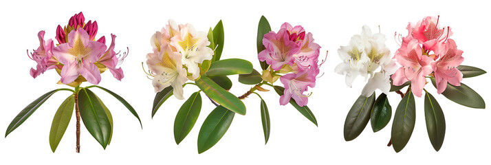 set of flowering rhododendrons, showcasing their spectacular blooms and vibrant foliage, isolated on transparent background