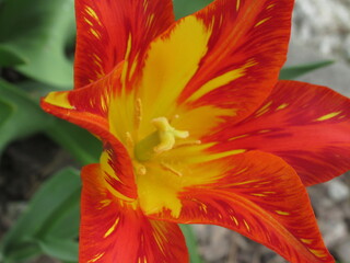 Zbliżenie na żółto-pomarańczowe kwiaty tulipana © Kumulugma