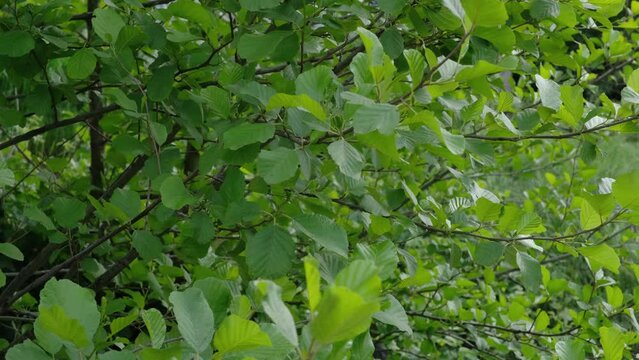 Foglie si muovono al vento, primo piano
