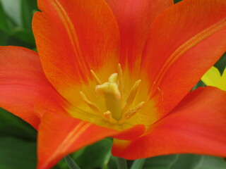 Zbliżenie na żółto-pomarańczowe kwiaty tulipana © Kumulugma