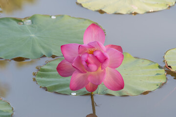 The lotus flower in full bloom.