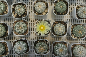 Cactus in the midst