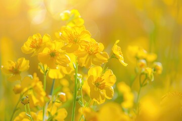 Obraz premium Mustard Flower: Culinary and Medicative Herbal Plants in Bright California Agriculture Field