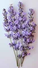 Obraz premium Flowers: A cluster of lavender flowers with their soothing fragrance