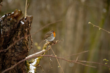 Bird sitting on tree's branch