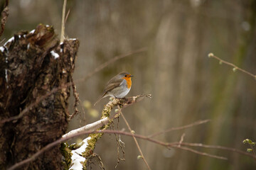 Bird sitting on tree's branch