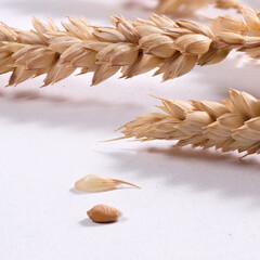 Ravvicinato di spighe di grano su sfondo bianco