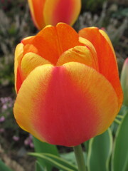 Zbliżenie na czerwono-żółty kwiat tulipana