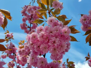 Rosafarbene japanische Kirsche