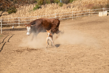 Asia China Yunnan Sha Xi Farm - Cows and Dogs Fighting