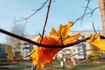 Autumn landscape. Maple leaves illuminated by the sun. Autumn in the city park.