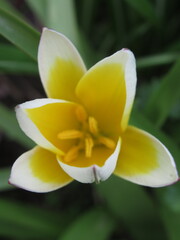 Zbliżenie na biało-żółty kwiat tulipana botanicznego