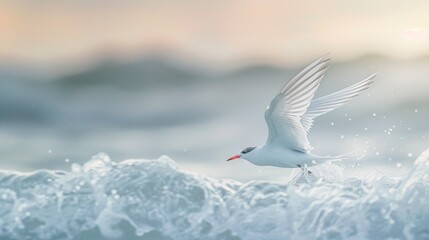 Agile tern swooping gracefully over the ocean waves, its sleek form a study in aerodynamic efficiency. - obrazy, fototapety, plakaty