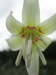 Kremowy kwiat rośliny z gatunku Erythronium Psiząb