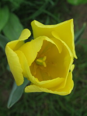 Rozkwitający kwiat żółtego tulipana