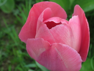 Rozkwitający kwiat różowego tulipana © Kumulugma