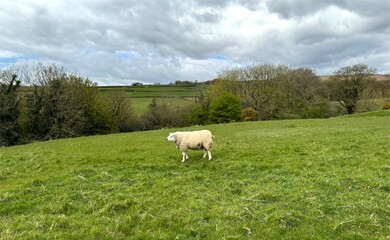 Obraz premium A lone sheep, grazes in a sloping green field under a cloudy sky, with hedgerows and trees marking the boundaries of the landscape on, Mill Lane, Bradley, UK
