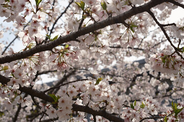 桜
